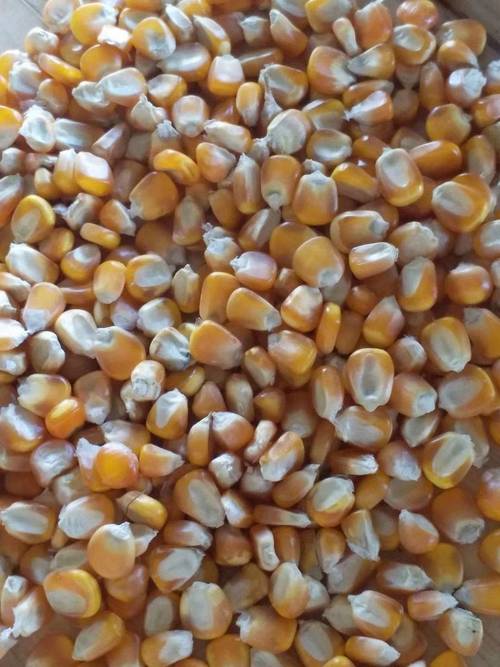 [干玉米批发]干玉米 玉米粒价格1.4元/斤 - 惠农网