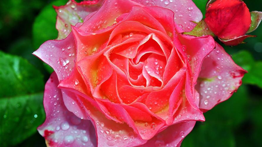 粉红玫瑰微距摄影,花瓣,水滴 828x1792 iphone 11/xr 壁纸,图片,背景