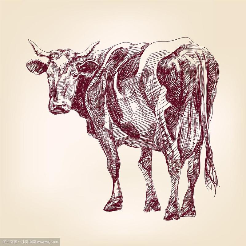 牛手绘插图写实素描