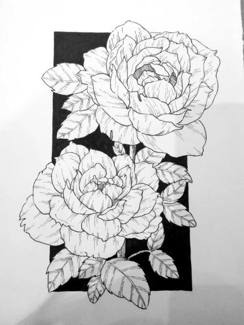 针管笔黑白装饰画手绘花卉练习附过程