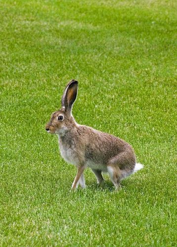 兔形目·兔亚科·兔属:白尾长耳大野兔(夏季)侧