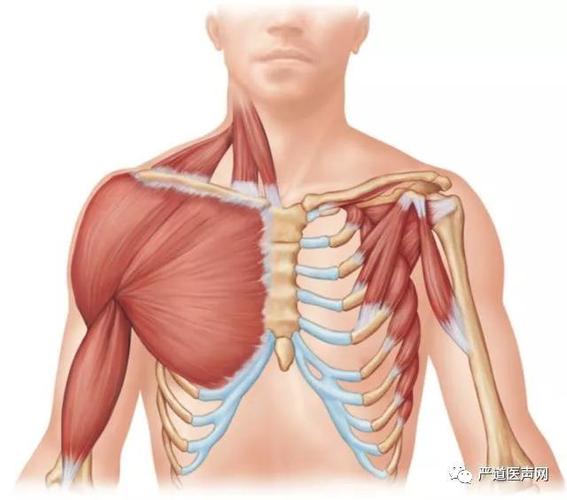 陆树洋:胸骨正中劈开术后如何复位固定胸骨才是最佳的?