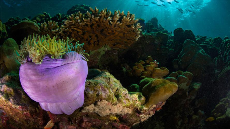 漂亮的海底珊瑚高清桌面壁纸