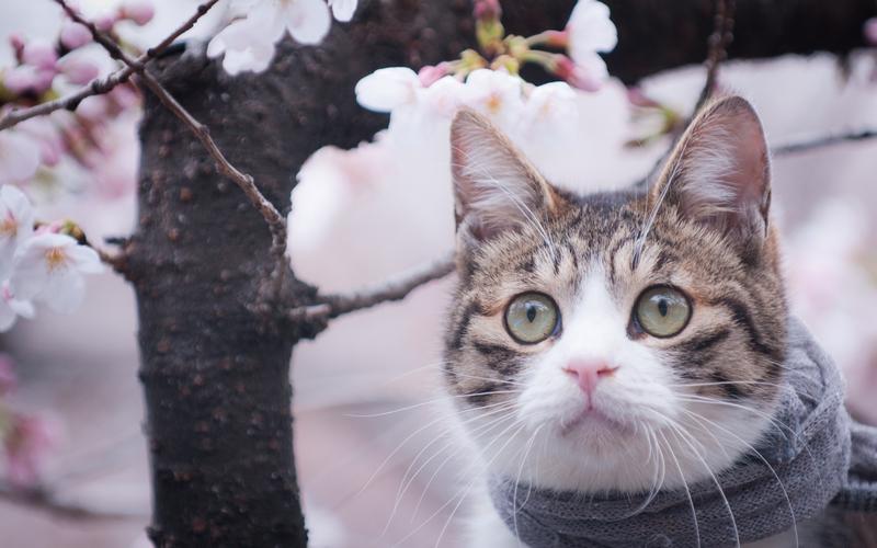 猫的眼睛和鲜花的壁纸,高清图片,壁纸,动物-桌面城市