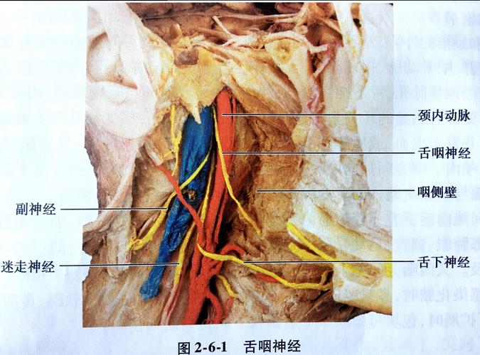 其它 咽部相关解剖 写美篇        迷走神经与舌咽神经,副神经和颈内