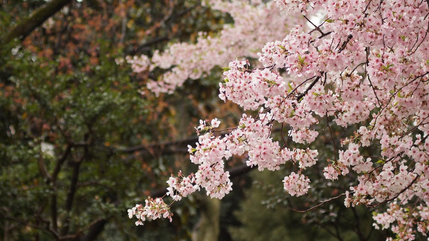 图集:分享一组绝美的樱花壁纸,欢迎收藏!