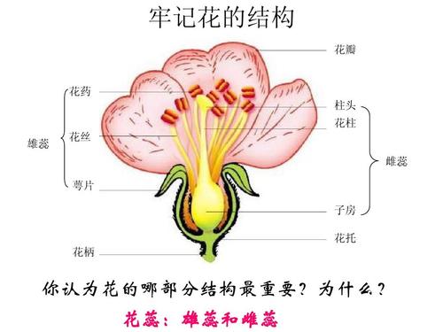 2 营养器官的生长 课件2(北师大版七年级上) 牢记花的结构 花瓣 花药
