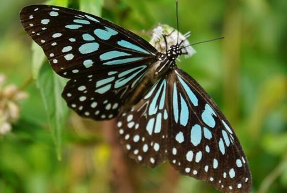 中国最常见的十大蝴蝶种类弄蝶科高居榜首3