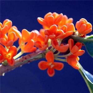红色花朵头像盛开的橘红色桂花植物图片大