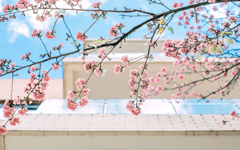 小清新唯美樱花风景图片桌面壁纸