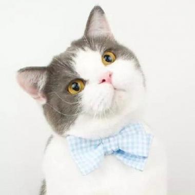 可爱猫咪图片萌萌哒头像 全网最可爱的猫咪头像图片大全_动物头像_美