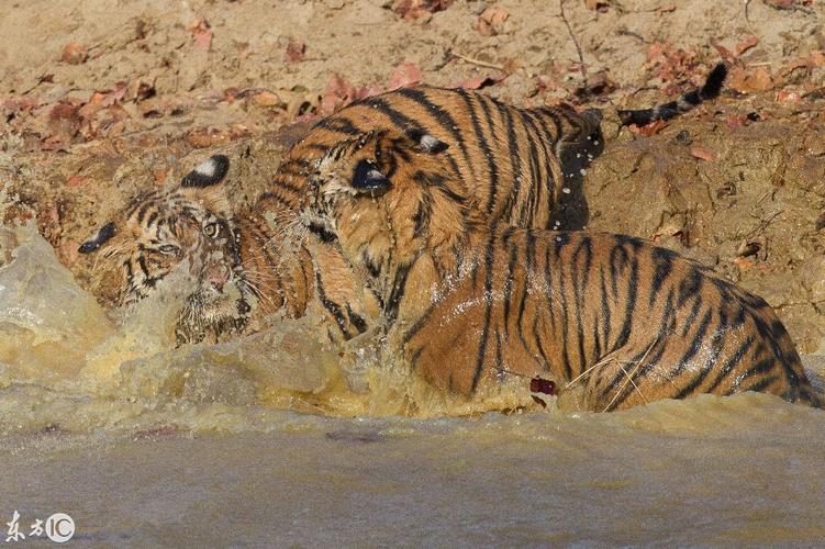 猫科动物怕水,老虎可不怕 只是有一种能力老虎不会