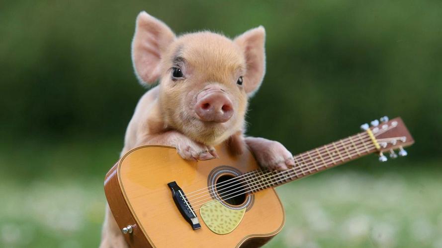 猪,吉他,可爱的动物壁纸高清原图查看