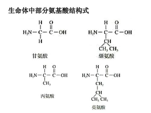 蛋白质的结构组成 1,氨基酸的结构特点:数量,结构(中心c) 2.ppt