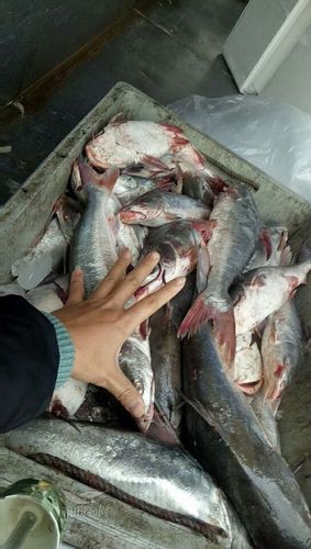 新鲜松鱼大量有货