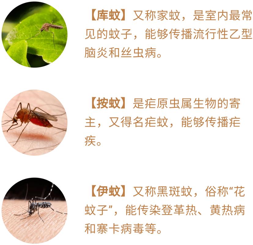 蚊子的种类繁多,与人类健康关系密切的有3种