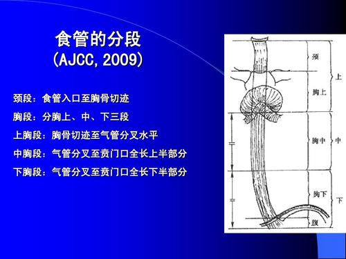 食管的分段 (ajcc,2009) 颈段:食管入口至胸骨切迹 胸段:分胸上,中,下
