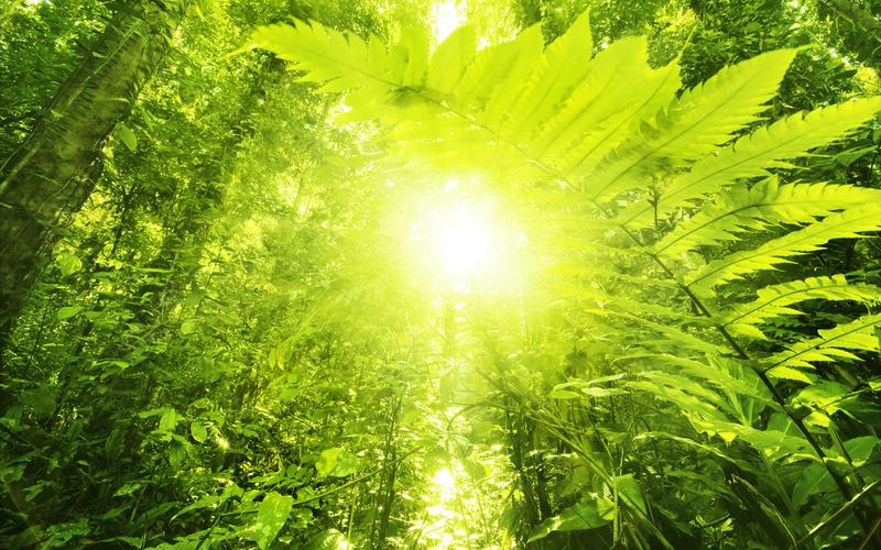 壁纸,清新养眼的绿色植物热带雨林风景图片,感受大自然最独特的光影