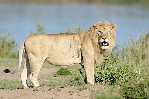 雄性,狮子,站立,河,马拉河,边缘,北方,塞伦盖蒂,坦桑尼亚