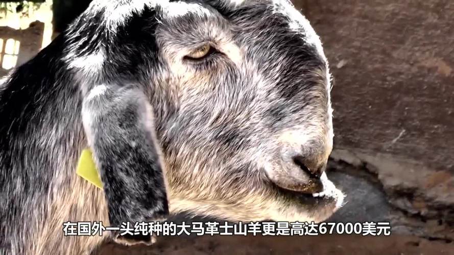 世界上最丑的羊,大马革士山羊:抱歉,我真没认出这是羊