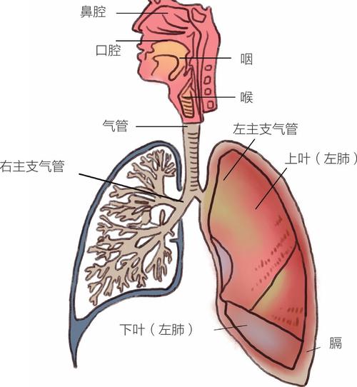 人体的呼吸系统由传送气体的呼吸道和进行气体交换的肺两部分