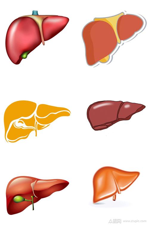 人体器官肝脏图片模板下载-编号212789-众图网