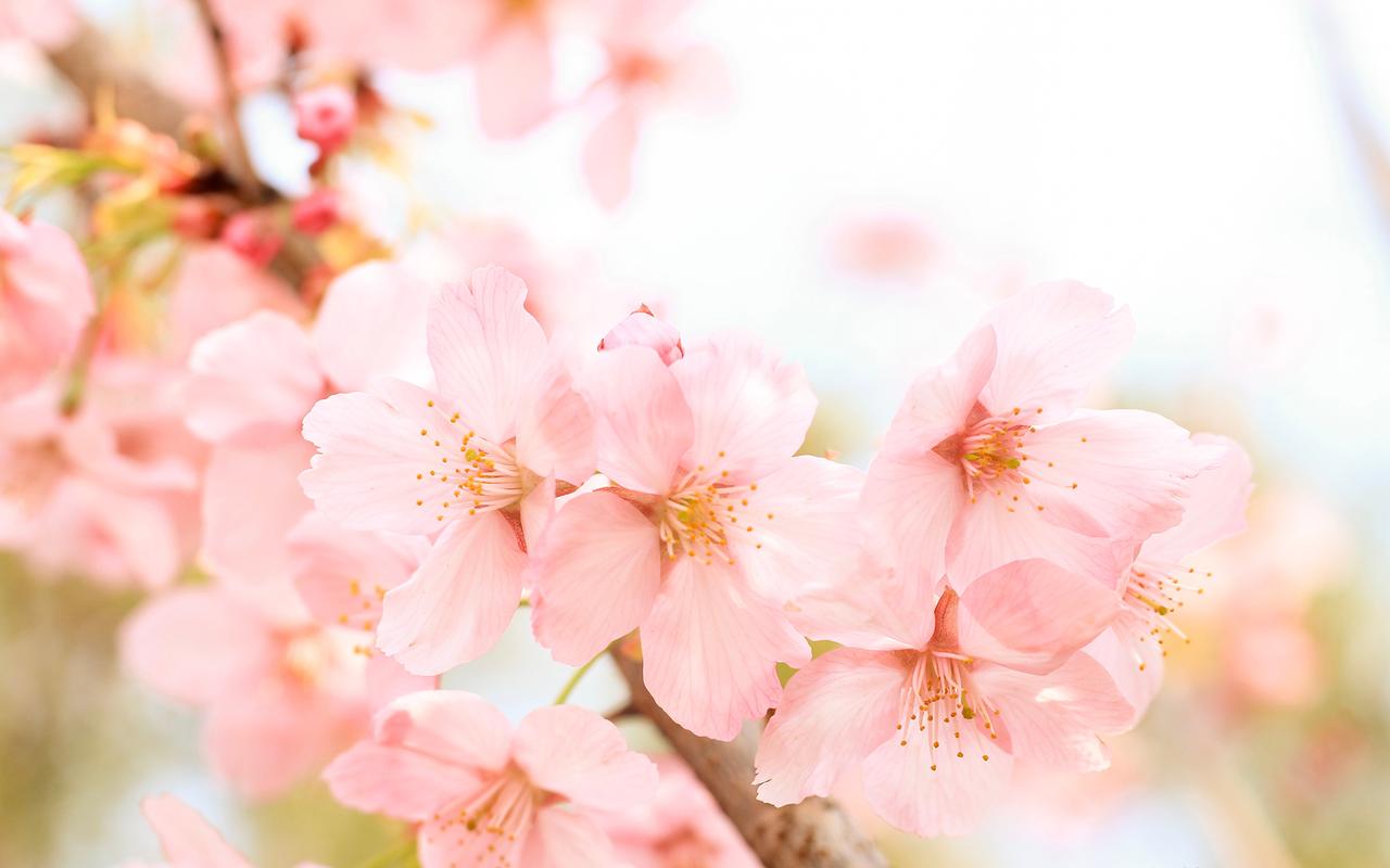 粉嫩早樱唯美高清桌面壁纸,植物壁纸,花卉,植物,高清,樱花,壁纸,1920x