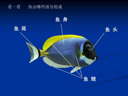 湘版美术第四册海底世界活动二 看一看 鱼由哪些部分组成 鱼 身 鱼 尾