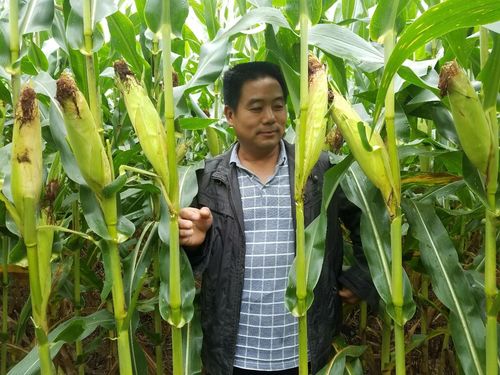 中国玉米种业界的巨无霸~~超高产玉米新品种秋乐368震撼来袭……(副本