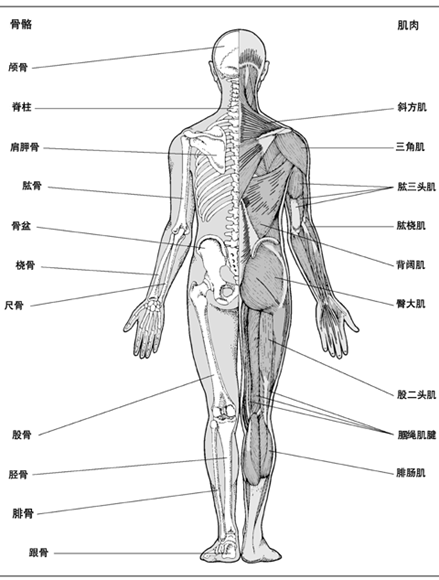 第46节 骨骼,关节和肌肉