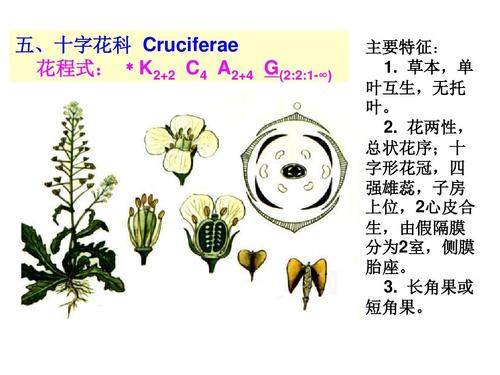 植物学课件—— 被子植物代表植物(二)五,十字花科 cruciferae 花程式