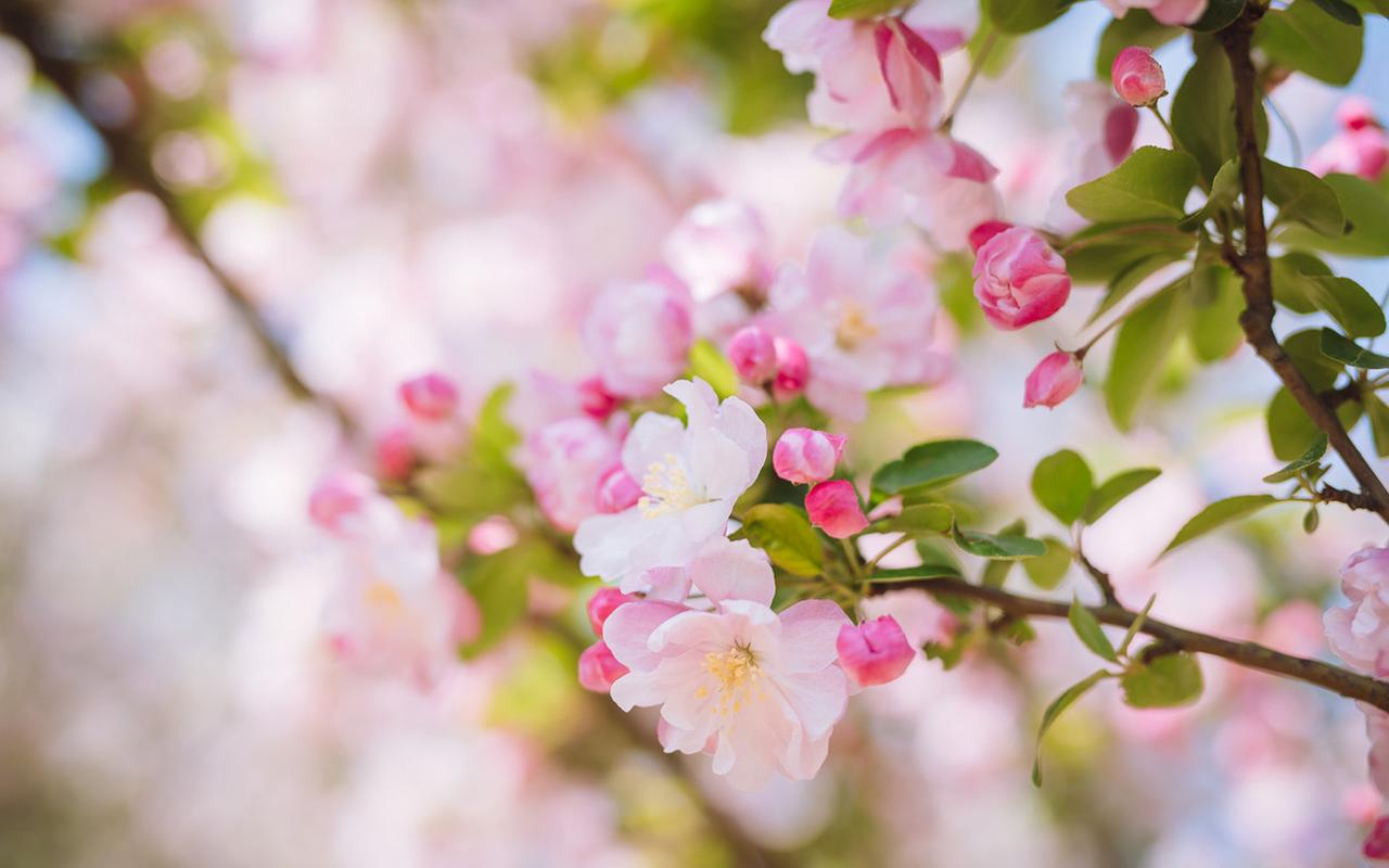 清新唯美粉色花卉摄影图片电脑壁纸