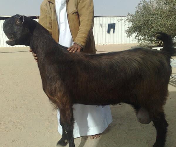 世界上最丑的羊——大马士革山羊,我是真的没认出这是个羊