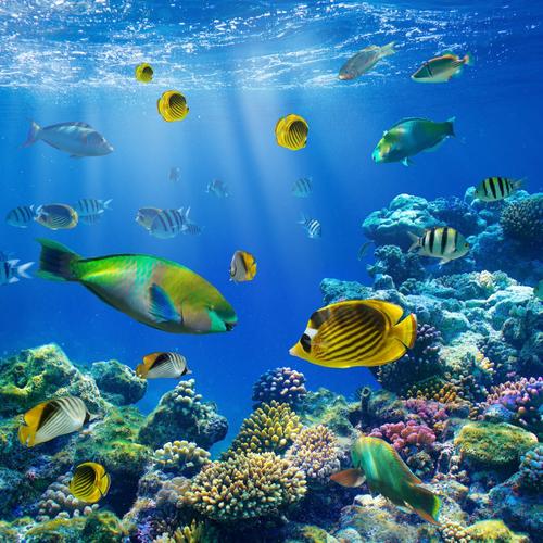 水下海洋海底世界鱼珊瑚礁图片