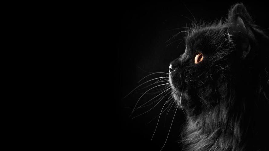 4k黑色波斯猫超高清壁纸