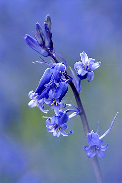 野风信子,蓝铃花,康沃尔,英国