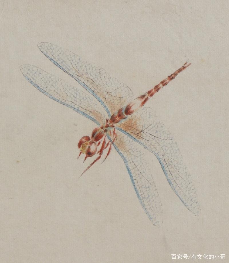 齐白石画小虫子,放大20倍以上细节真实,蜻蜓翅膀脉络都画出来了
