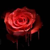 带血又伤感的玫瑰图片 唯美伤感带血玫瑰图片_微信头像图片大全