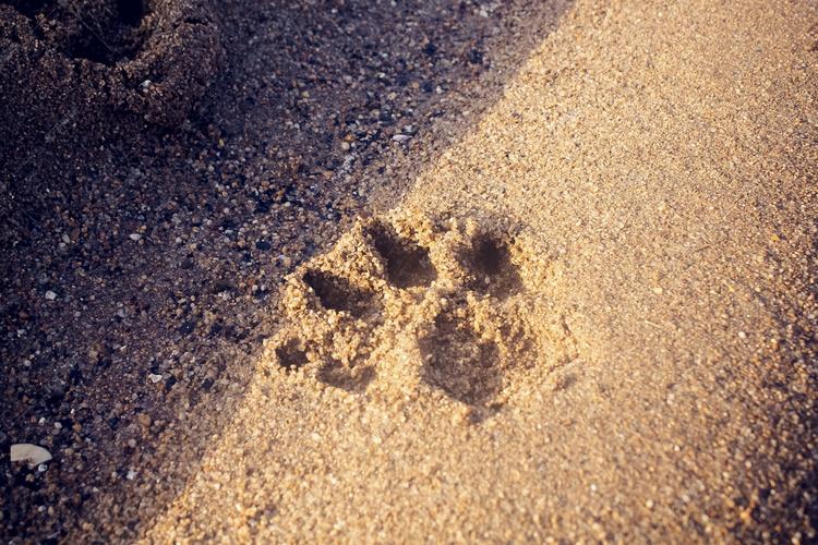 沙滩上狗狗脚印摄影图