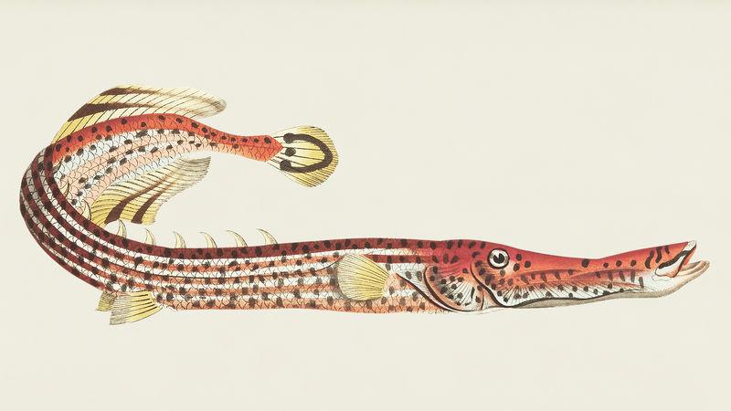 来自博物学家的中国瘘管或中国喇叭鱼插图u002639乔治肖17511813的s