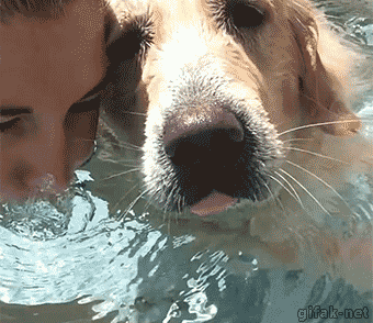 11,不会游泳,还好意思称自己是狗吗?