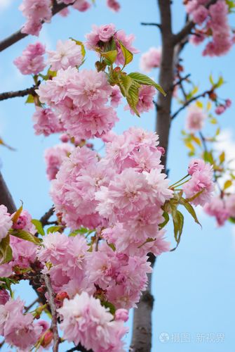 在蓝天的衬托春天的樱花树