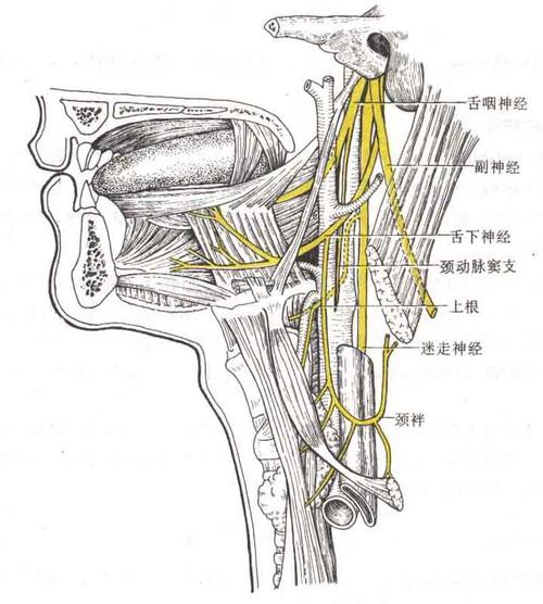 舌咽神经分布示意图-人体解剖图