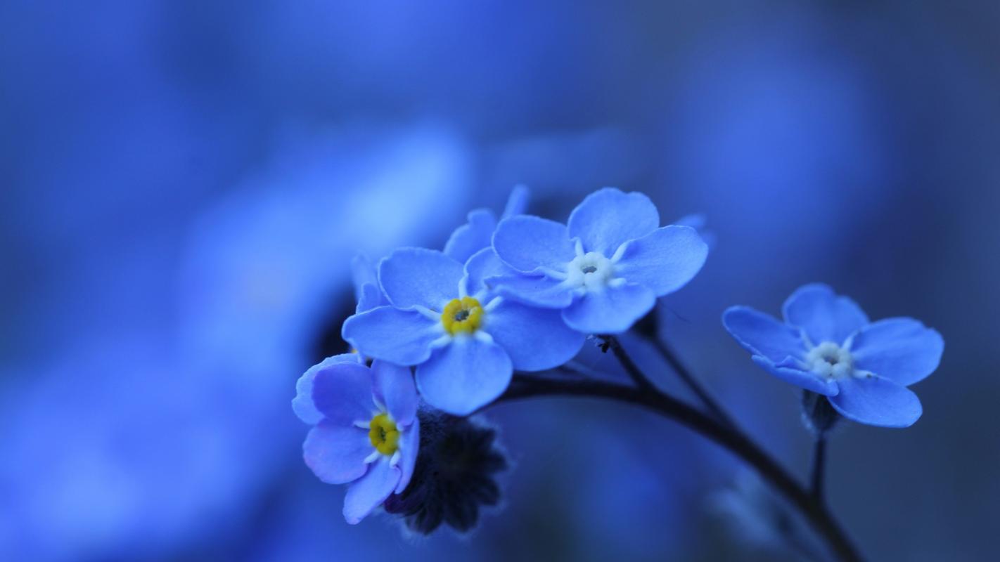 勿忘我,蓝色,花朵,唯美,花卉,鲜花勿忘我的爱恋花语 壁纸图片