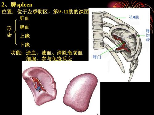 所有分类 医药卫生 基础医学 人体淋巴系统ppt 2,脾spleen 位置:位于
