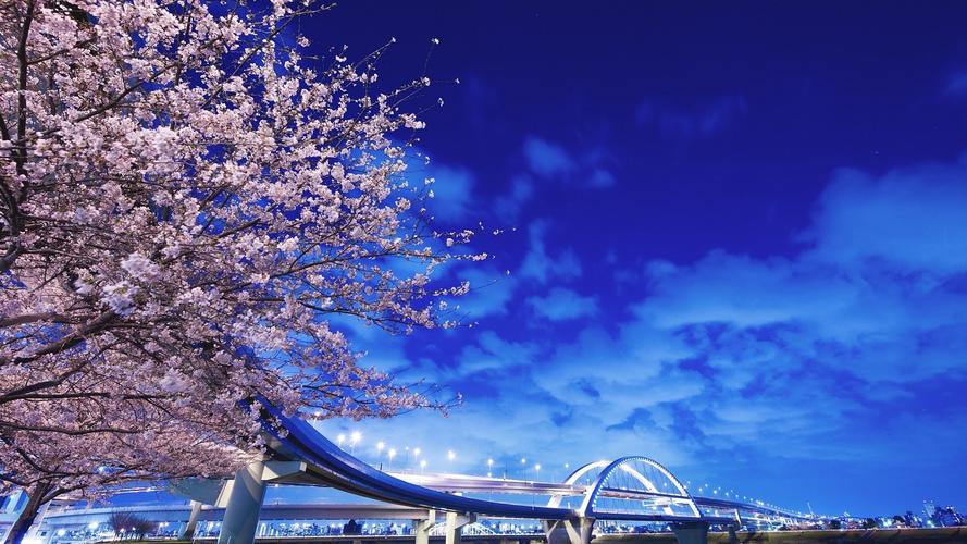 日本东京樱花风景高清桌面壁纸