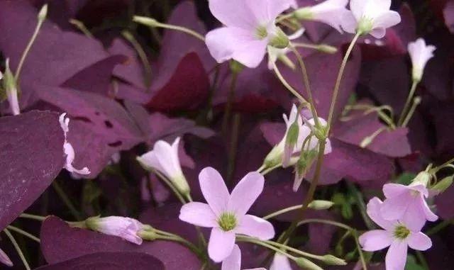 这紫色植物十分艳丽,花密,花期长达8个月!养护简单,可入药!