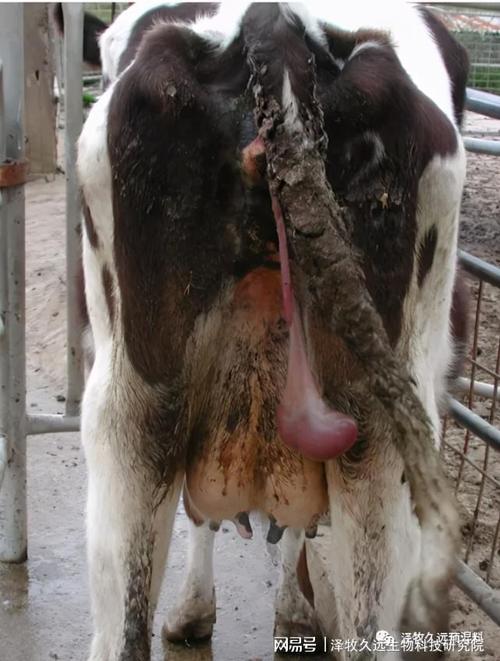 流清流产母牛怀孕各个时期流产是什么症状