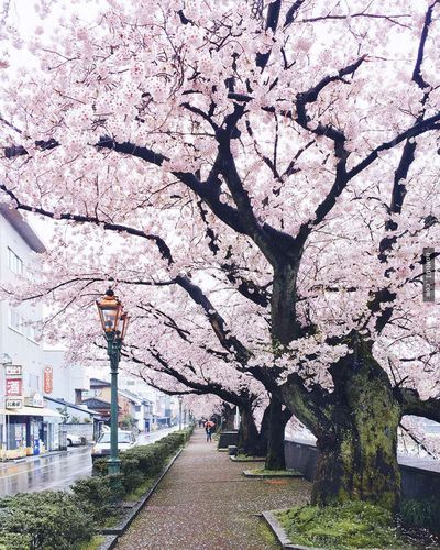 俄罗斯摄影师到日本拍摄樱花季,根本是置身在梦幻的粉红国度!