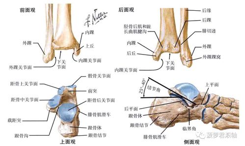 踝关节是人体较重要的运动关节之一,也是构造复杂的关节之一,由